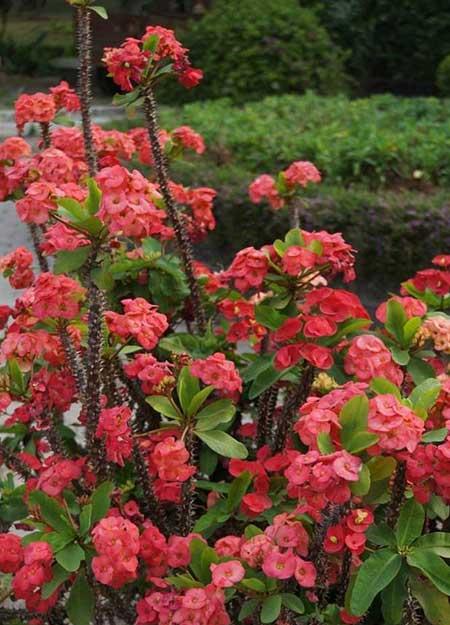 四季好养的花有哪些