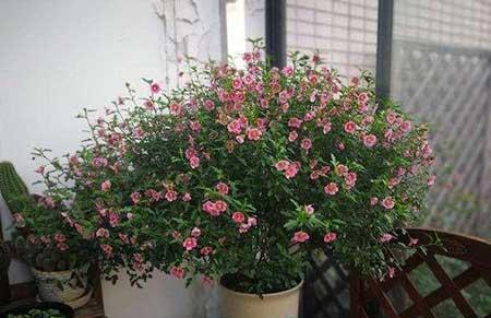 四季好养的花有哪些