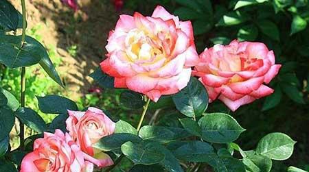 四季好养的花有哪些