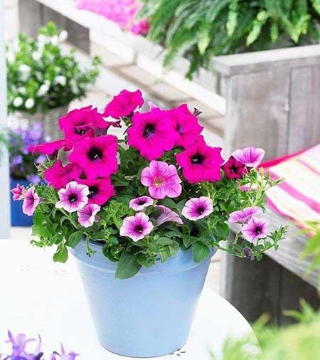 四季好养的花有哪些