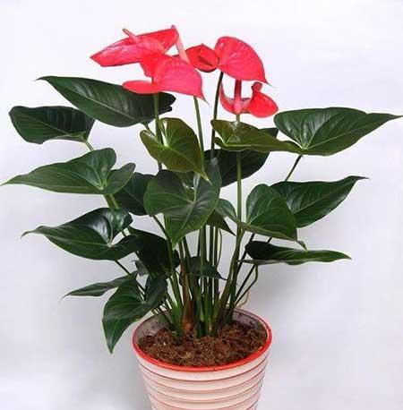 四季好养的花有哪些