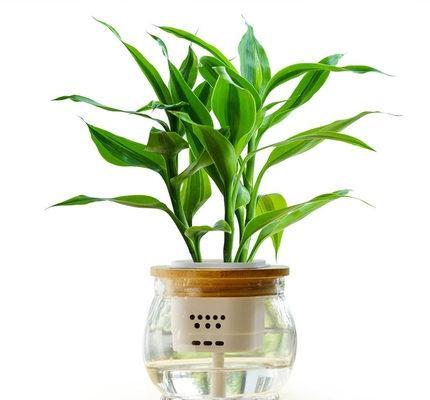 水培植物竹子怎么养