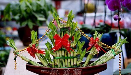 水培植物竹子怎么养