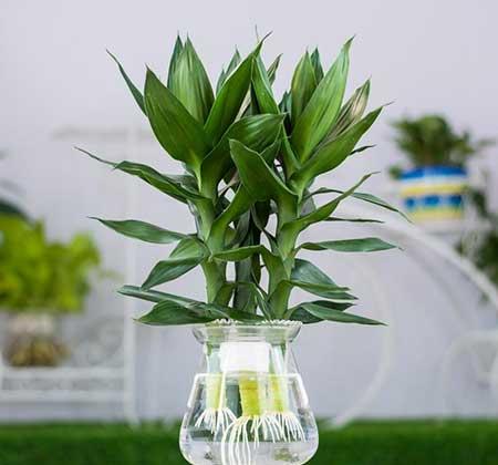 水培植物竹子怎么养