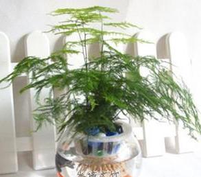 水培植物文竹怎么养