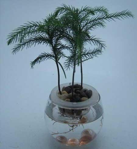 水培植物文竹怎么养