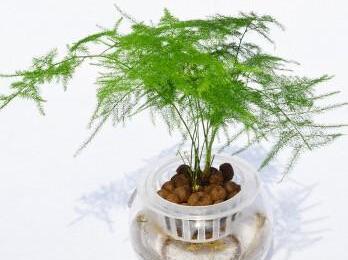 水培植物文竹怎么养