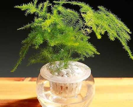 水培植物文竹怎么养