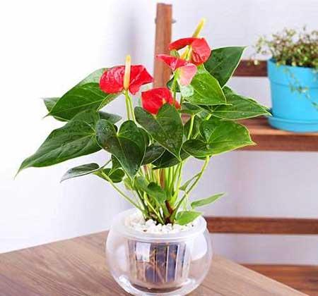 水培植物红掌怎么养