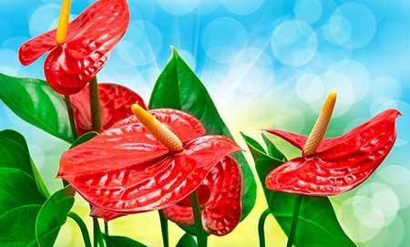 水培植物红掌怎么养