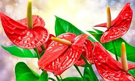 水培植物红掌怎么养