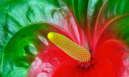 水培植物红掌怎么养