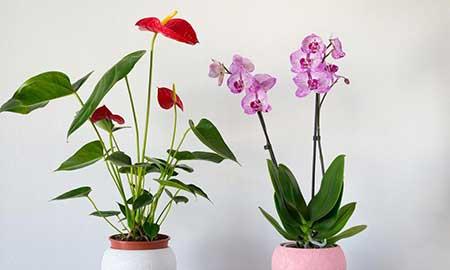 水培植物红掌怎么养