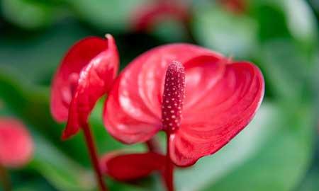 水培植物红掌怎么养