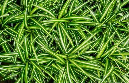 水培植物的养护方法