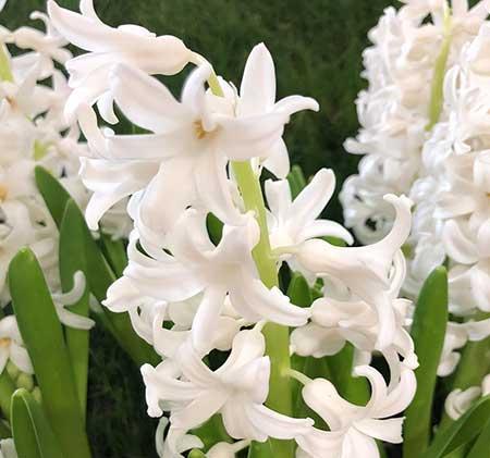 水培植物的养护方法