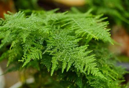 水培植物的养护方法