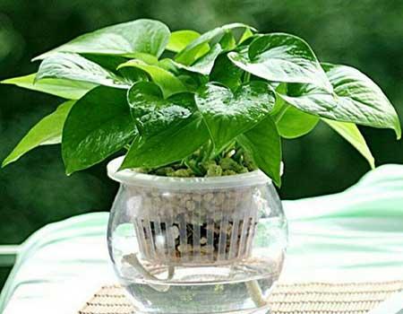 水培花卉怎么养