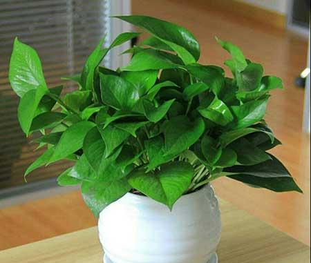 水培花卉怎么养