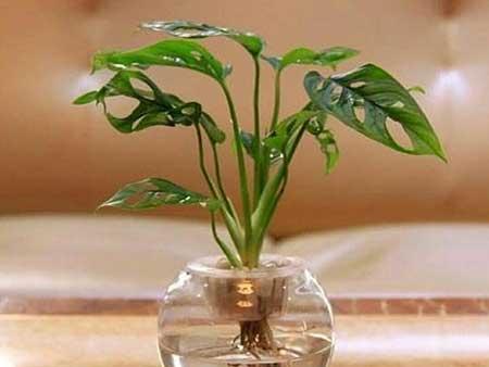 水培花卉怎么养