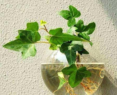 水培花卉怎么养