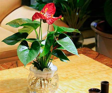 水培花卉怎么养