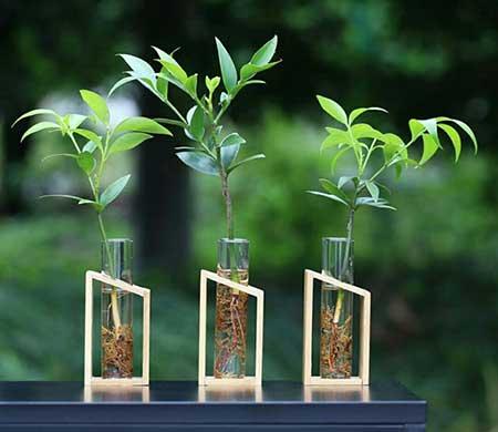 水培花卉怎么养