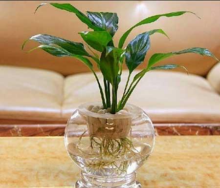水培花卉怎么养