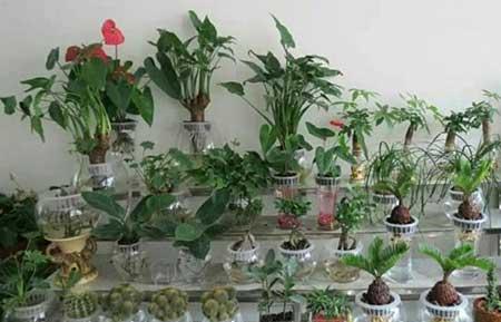 水培花卉怎么养