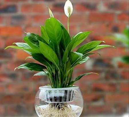 水培花卉怎么养