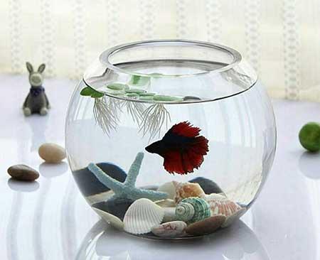 水培花卉怎么养