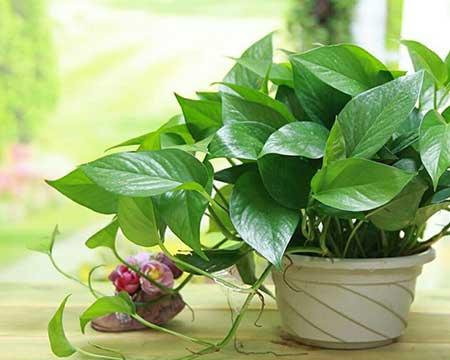 水培花卉怎么养