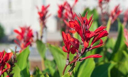 水里养的植物有哪些图片