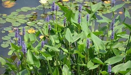 水里养的植物有哪些图片