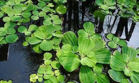 水里养的植物有哪些图片