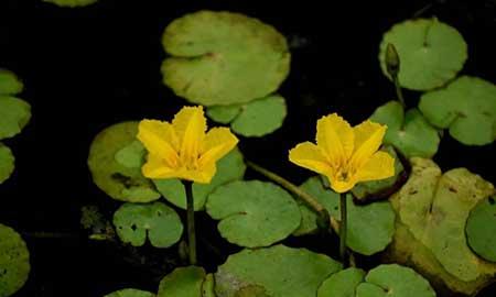 水里养的植物有哪些图片