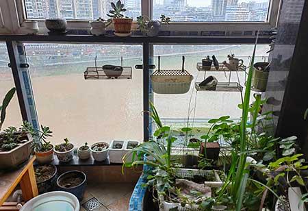 水里能养什么花