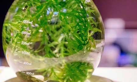 水里能养什么花