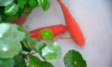 水里能养什么花