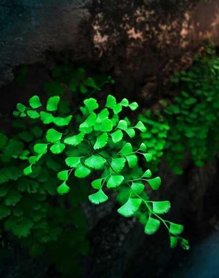 水里能养什么花