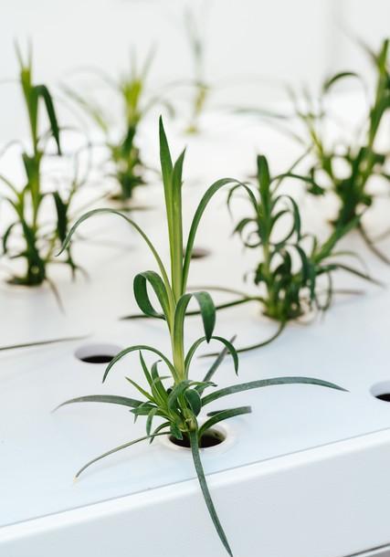 水里能养什么花