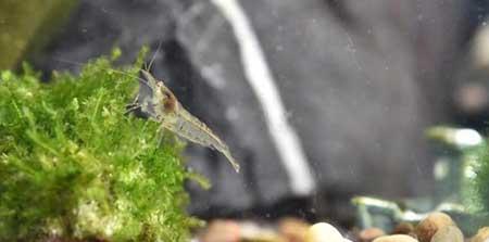 水里能养什么花