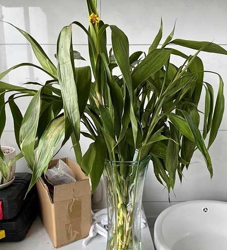 水里能养的植物