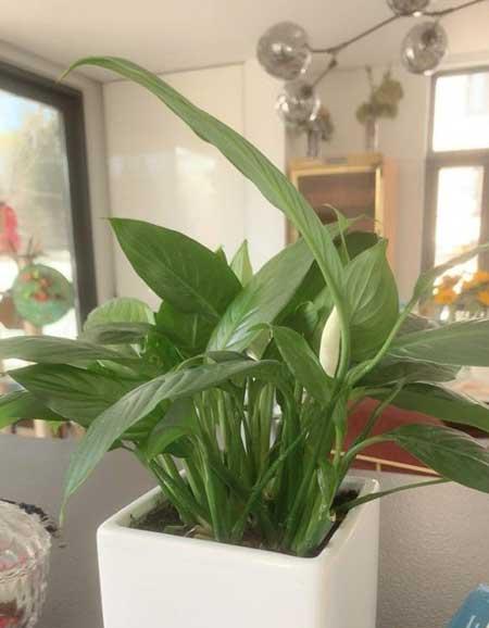 水里能养的植物