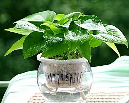 水里能养的植物