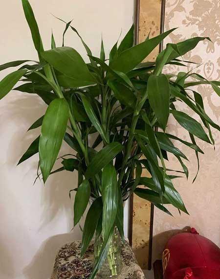 水里能养的植物