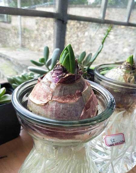 水里能养的植物