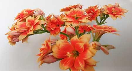 属蛇养什么花比较好家里