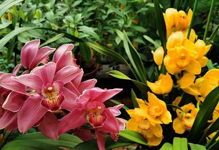 属蛇养什么花比较好家里