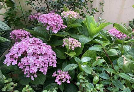 属蛇养什么花比较好家里